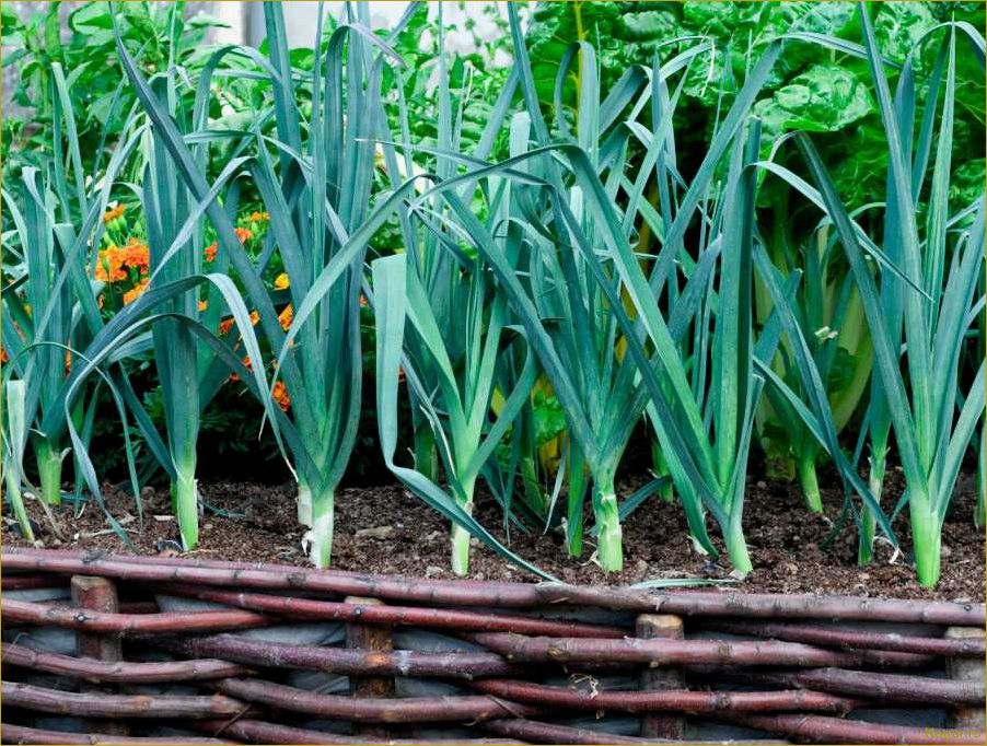 (вырастить, рассаду, лука-порея, посева, сбора) Как вырастить рассаду лука-порея: от посева до сбора урожая