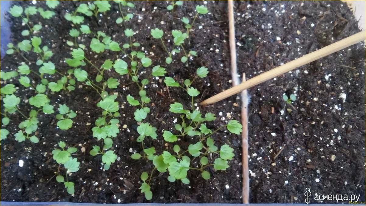 Как вырастить рассаду земляники из семян