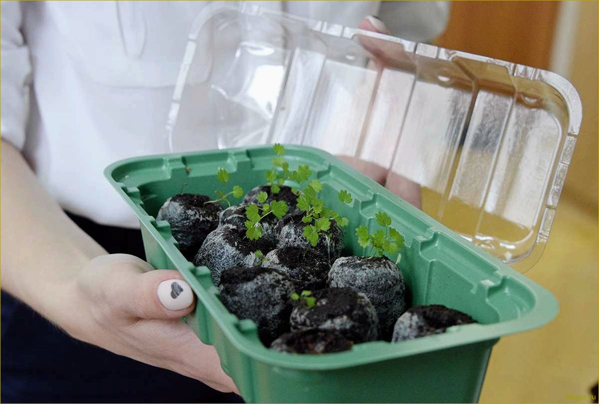 Как вырастить рассаду земляники из семян