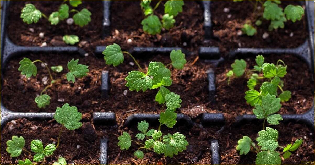 Как вырастить рассаду земляники из семян