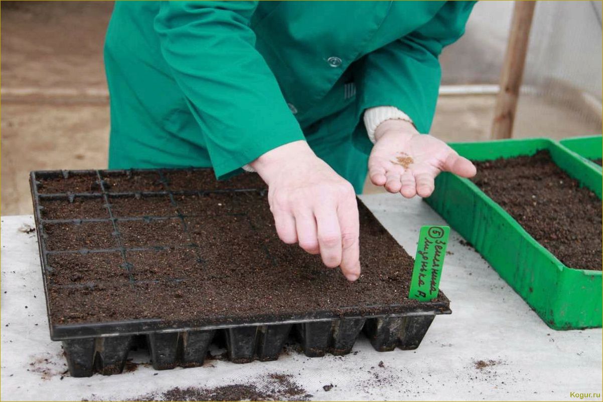 Как вырастить рассаду земляники из семян