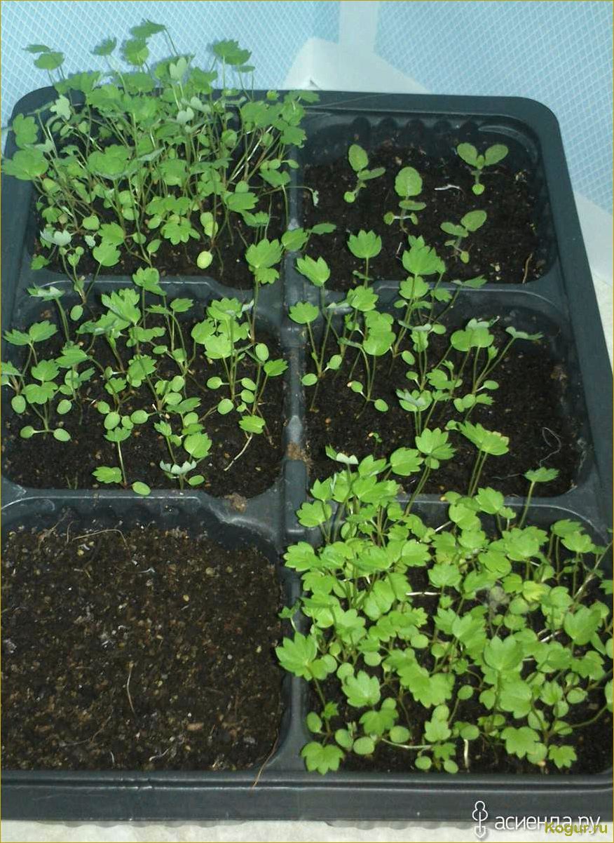 Как вырастить рассаду земляники из семян