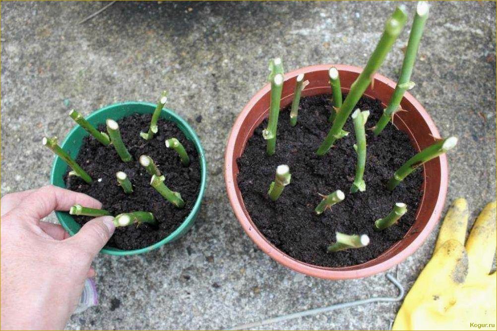 (секреты, выращивания, семян, проверенные, советы) Секреты выращивания роз из семян: проверенные советы от опытных садоводов