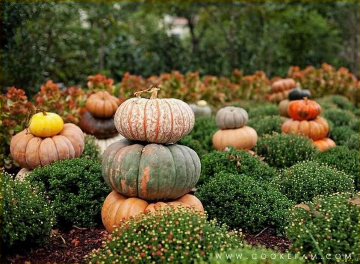 Как вырастить сочную сладкую тыкву на своем участке?