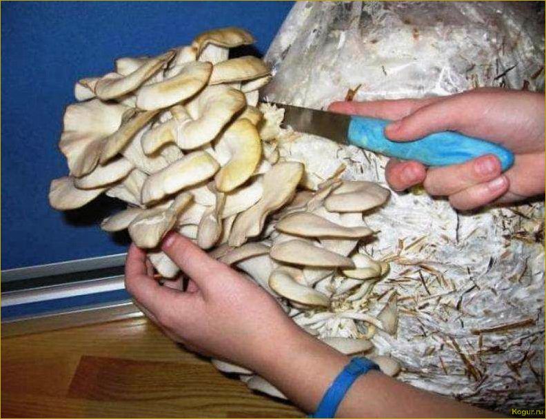 (советы, рекомендации, выращиванию, вешенок, домашних) Советы и рекомендации по выращиванию вешенок в домашних условиях