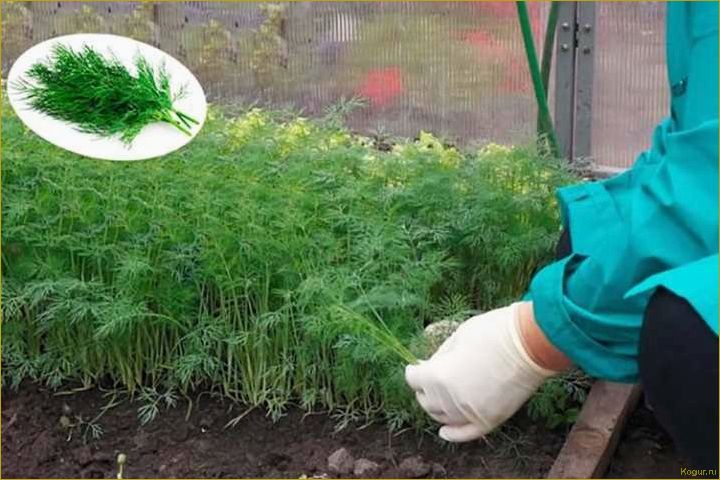 Кустовой укроп: секреты успешного выращивания