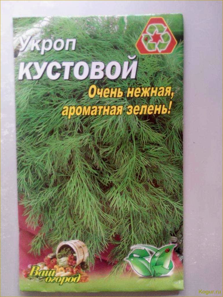 Кустовой укроп: секреты успешного выращивания