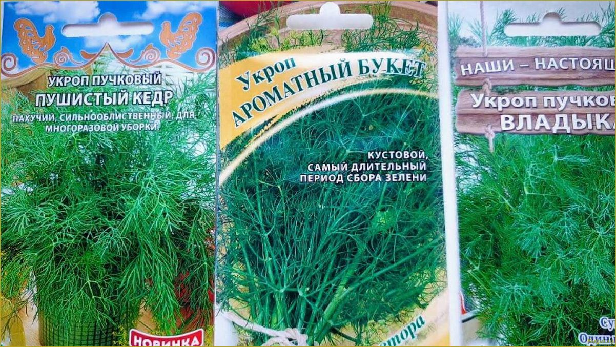 Кустовой укроп: секреты успешного выращивания