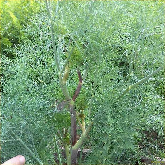 Кустовой укроп: секреты успешного выращивания