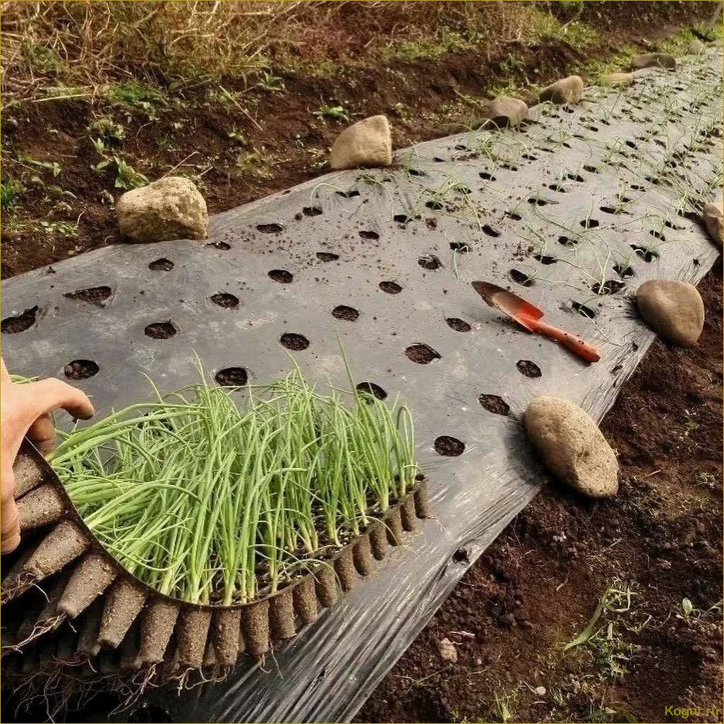 (советы, выращиванию, вкусной, качественной, моркови) Советы по выращиванию вкусной и качественной моркови на дачном участке