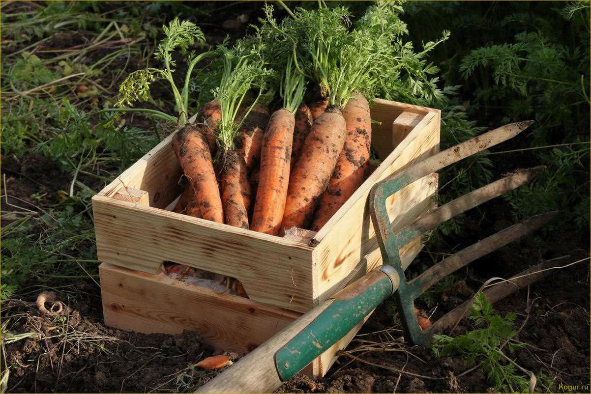 (советы, выращиванию, вкусной, качественной, моркови) Советы по выращиванию вкусной и качественной моркови на дачном участке