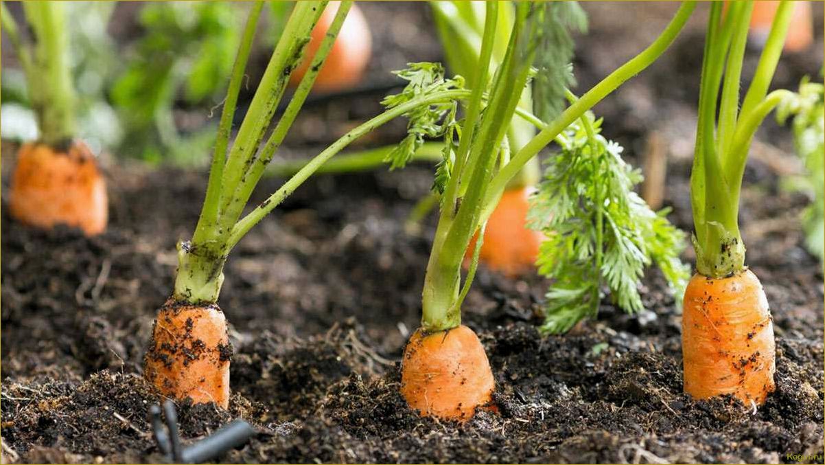 (советы, выращиванию, вкусной, качественной, моркови) Советы по выращиванию вкусной и качественной моркови на дачном участке