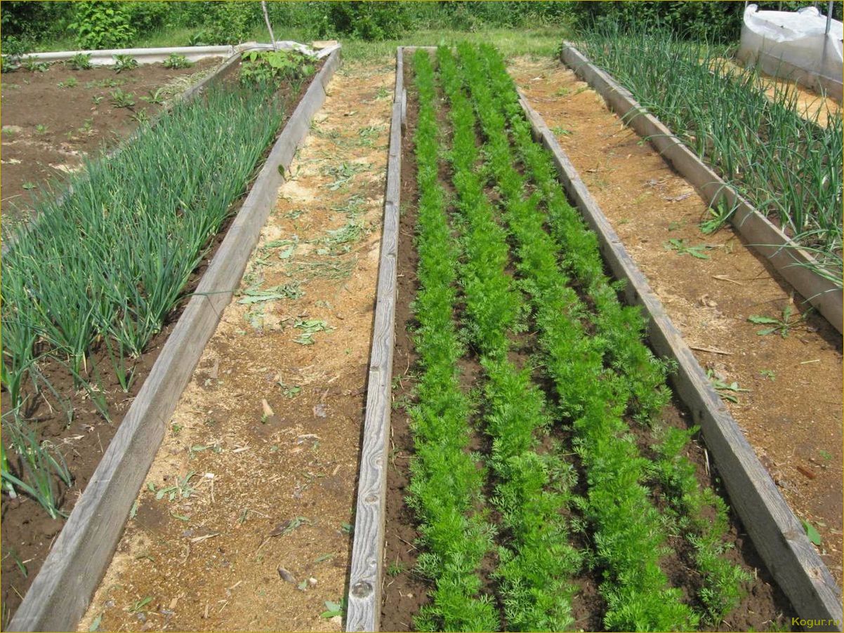 (советы, выращиванию, вкусной, качественной, моркови) Советы по выращиванию вкусной и качественной моркови на дачном участке