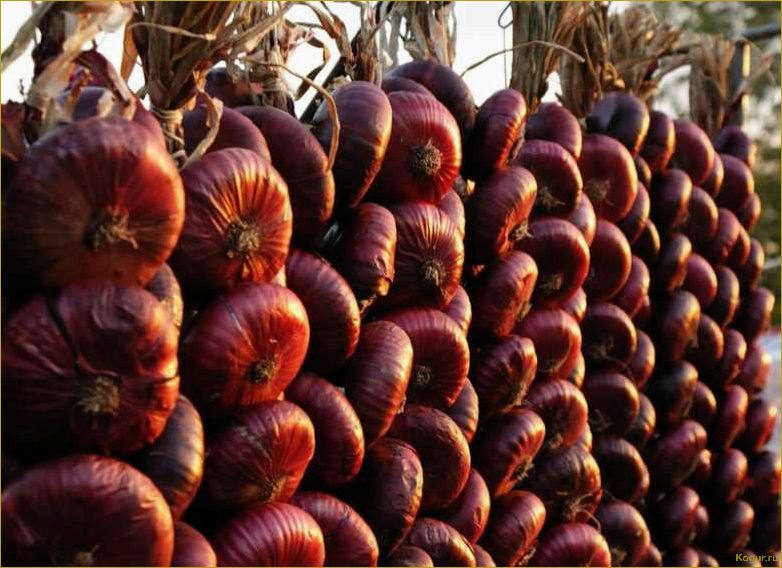 (вырастить, ялтинский, подмосковье, основные, секреты) Как вырастить ялтинский лук в Подмосковье — основные секреты хорошего урожая