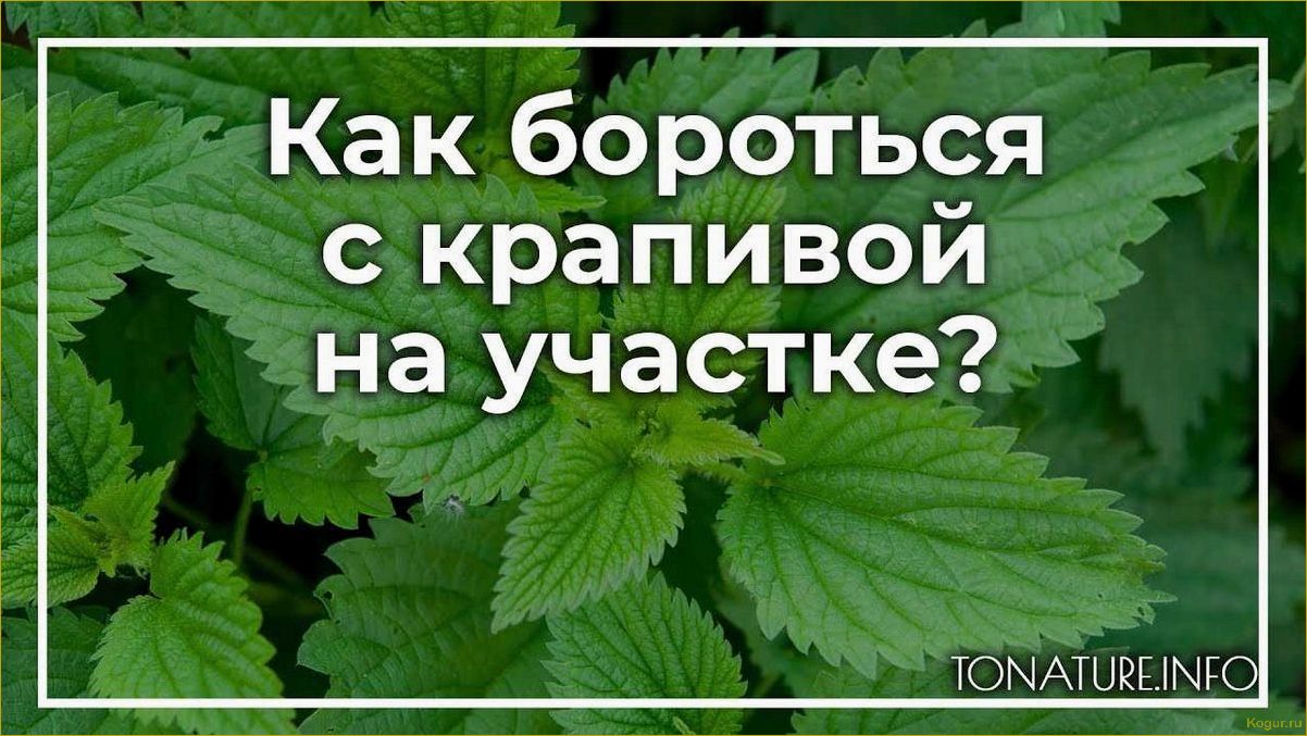 (избавиться, крапивы, участке, эффективные, советы) Как избавиться от крапивы на участке — эффективные советы и методы