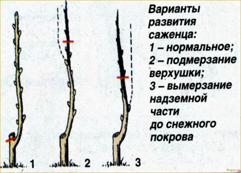(обрезка, волчков, яблонях, грушах, правила) Обрезка волчков на яблонях и грушах: правила и техника