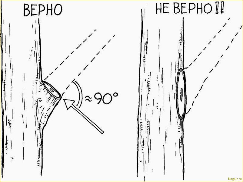 (обрезка, волчков, яблонях, грушах, правила) Обрезка волчков на яблонях и грушах: правила и техника