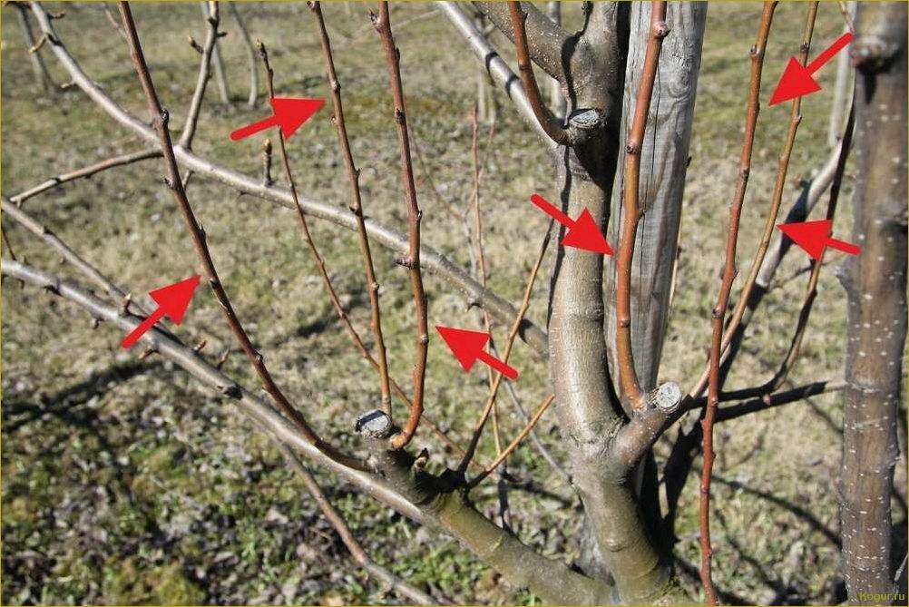 (обрезка, волчков, яблонях, грушах, правила) Обрезка волчков на яблонях и грушах: правила и техника