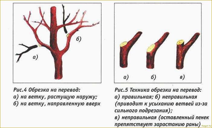 (обрезка, волчков, яблонях, грушах, правила) Обрезка волчков на яблонях и грушах: правила и техника