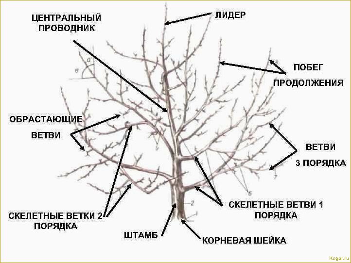 (обрезка, волчков, яблонях, грушах, правила) Обрезка волчков на яблонях и грушах: правила и техника