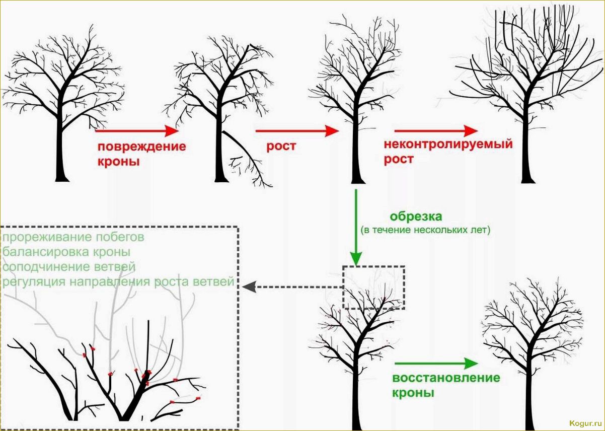 (обрезка, волчков, яблонях, грушах, правила) Обрезка волчков на яблонях и грушах: правила и техника