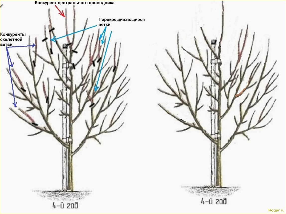 (обрезка, волчков, яблонях, грушах, правила) Обрезка волчков на яблонях и грушах: правила и техника