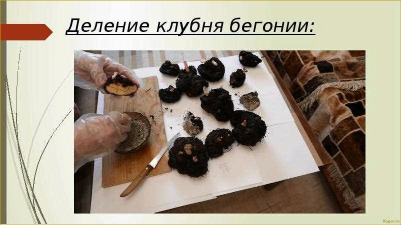 Как выращивать бегонию клубневую из семян, клубней и черенков дома — советы специалиста