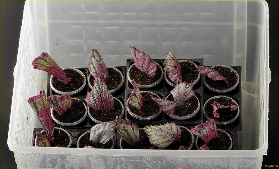 Как выращивать бегонию клубневую из семян, клубней и черенков дома — советы специалиста