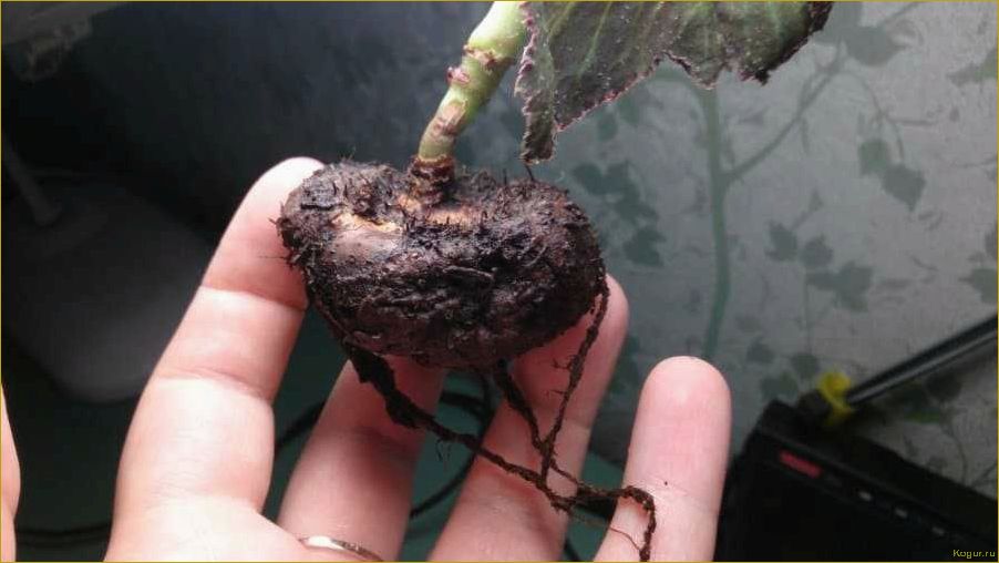 Как выращивать бегонию клубневую из семян, клубней и черенков дома — советы специалиста