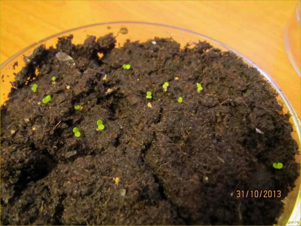 Как выращивать бегонию клубневую из семян, клубней и черенков дома — советы специалиста