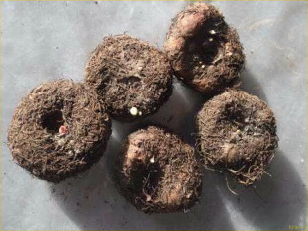 Как выращивать бегонию клубневую из семян, клубней и черенков дома — советы специалиста