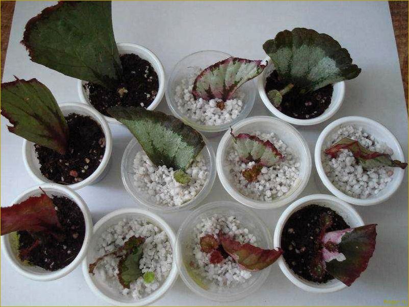 Как выращивать бегонию клубневую из семян, клубней и черенков дома — советы специалиста