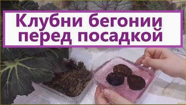 Как выращивать бегонию клубневую из семян, клубней и черенков дома — советы специалиста