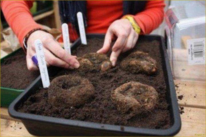 Как выращивать бегонию клубневую из семян, клубней и черенков дома — советы специалиста