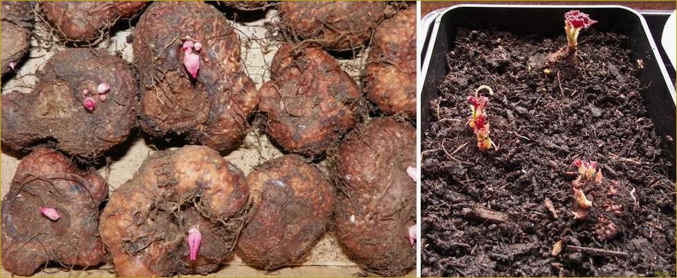 Как выращивать бегонию клубневую из семян, клубней и черенков дома — советы специалиста