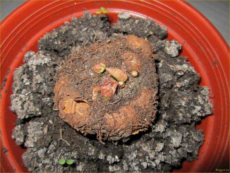 Как выращивать бегонию клубневую из семян, клубней и черенков дома — советы специалиста