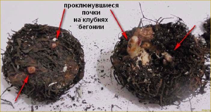 Как выращивать бегонию клубневую из семян, клубней и черенков дома — советы специалиста