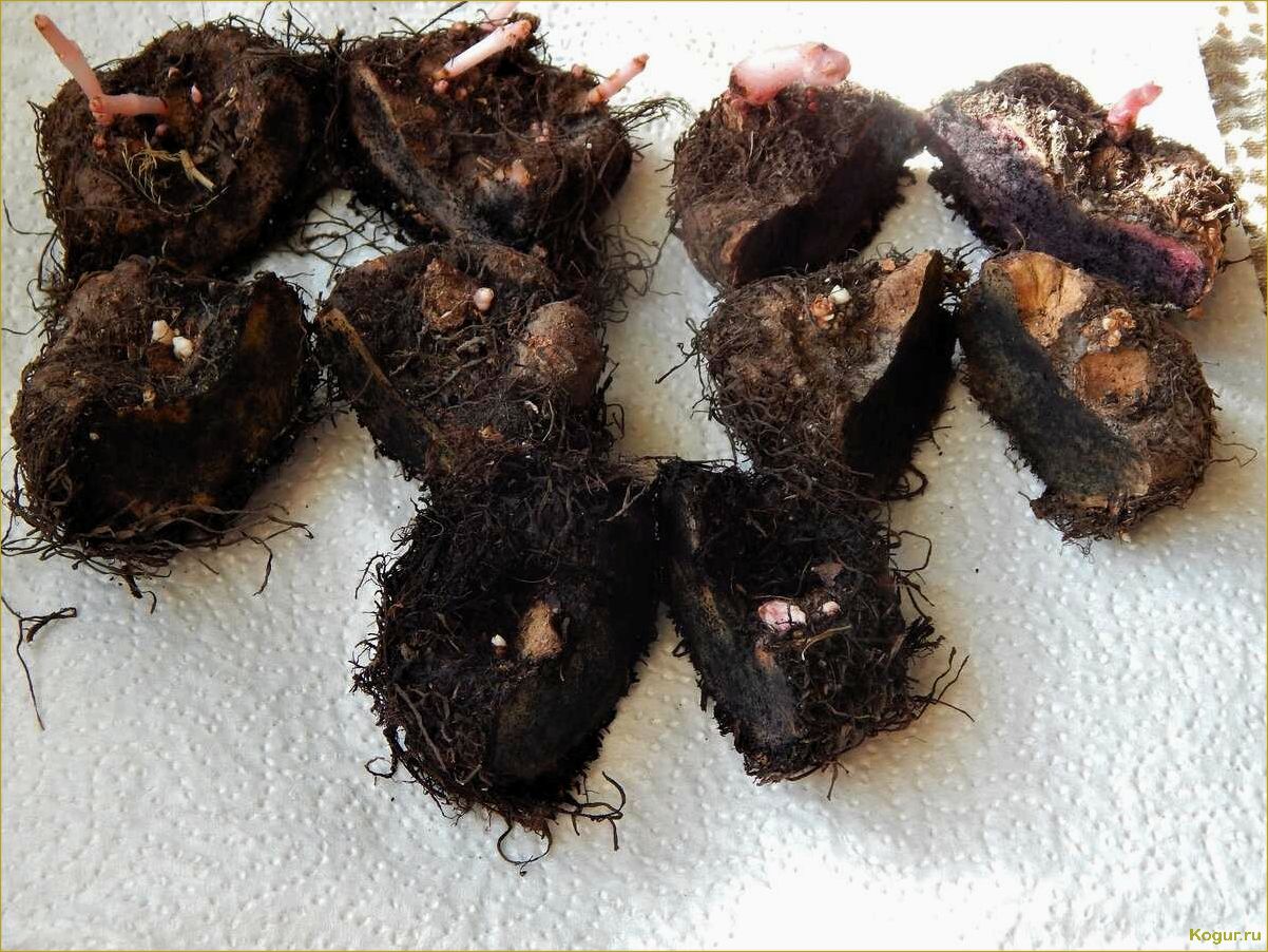 Как выращивать бегонию клубневую из семян, клубней и черенков дома — советы специалиста