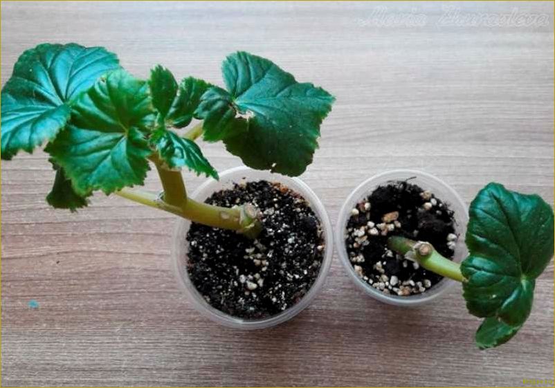 Как выращивать бегонию клубневую из семян, клубней и черенков дома — советы специалиста