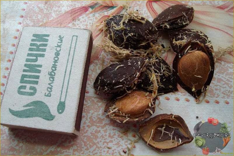 (подробное, руководство, выращиванию, абрикоса, косточки) Подробное руководство по выращиванию абрикоса из косточки на вашей даче