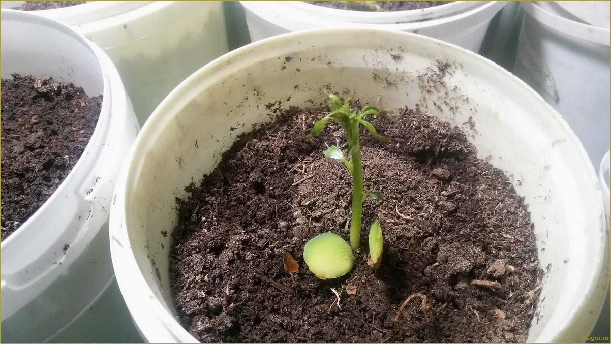 (подробное, руководство, выращиванию, абрикоса, косточки) Подробное руководство по выращиванию абрикоса из косточки на вашей даче