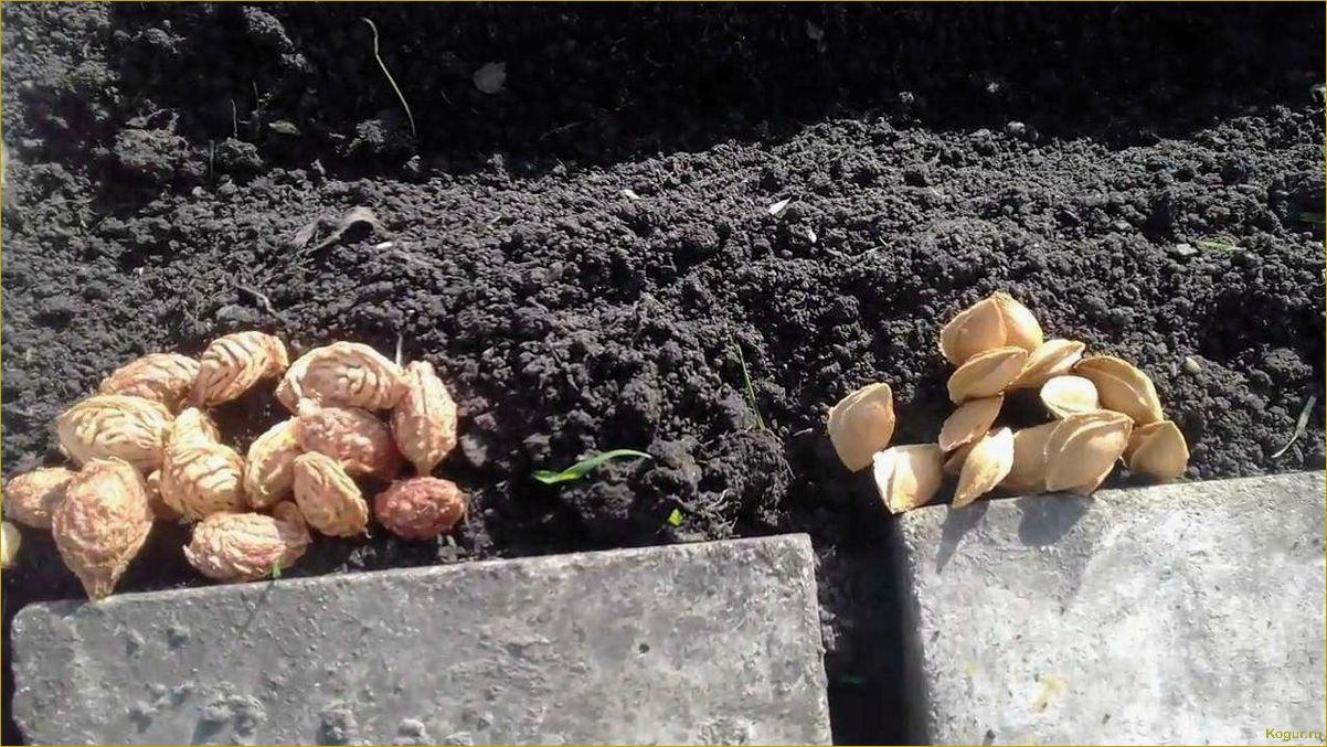 (подробное, руководство, выращиванию, абрикоса, косточки) Подробное руководство по выращиванию абрикоса из косточки на вашей даче