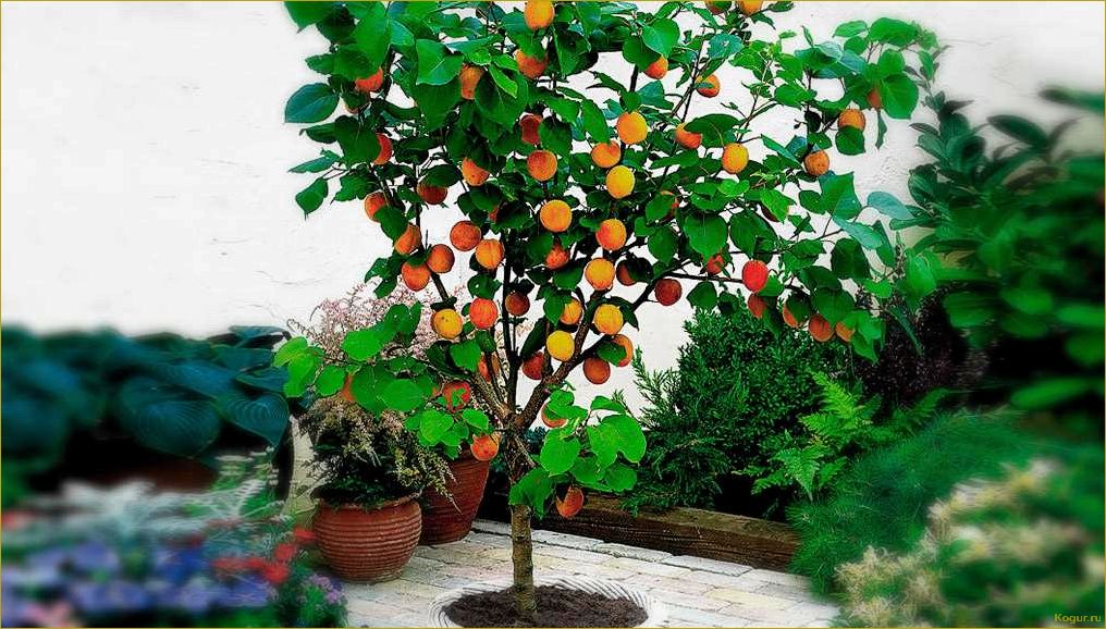 (подробное, руководство, выращиванию, абрикоса, косточки) Подробное руководство по выращиванию абрикоса из косточки на вашей даче