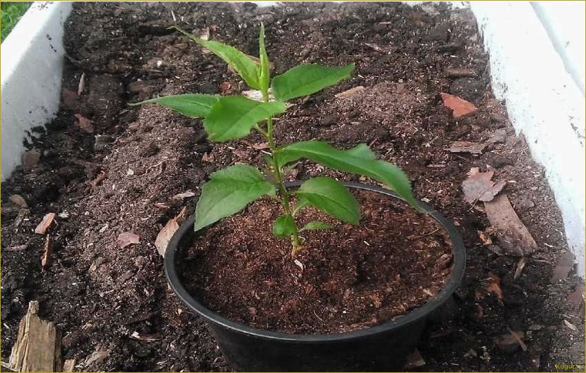 (подробное, руководство, выращиванию, абрикоса, косточки) Подробное руководство по выращиванию абрикоса из косточки на вашей даче