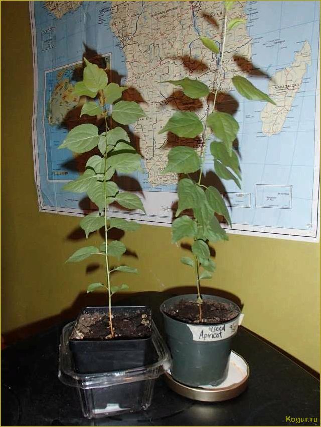 (подробное, руководство, выращиванию, абрикоса, косточки) Подробное руководство по выращиванию абрикоса из косточки на вашей даче
