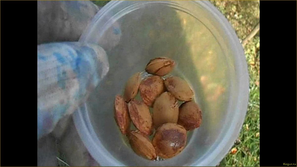 (подробное, руководство, выращиванию, абрикоса, косточки) Подробное руководство по выращиванию абрикоса из косточки на вашей даче