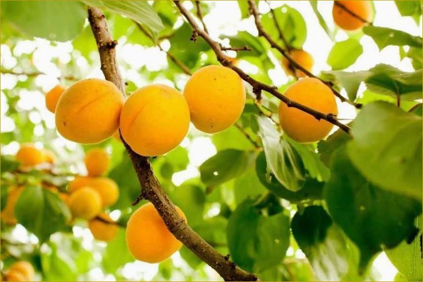 (подробное, руководство, выращиванию, абрикоса, косточки) Подробное руководство по выращиванию абрикоса из косточки на вашей даче