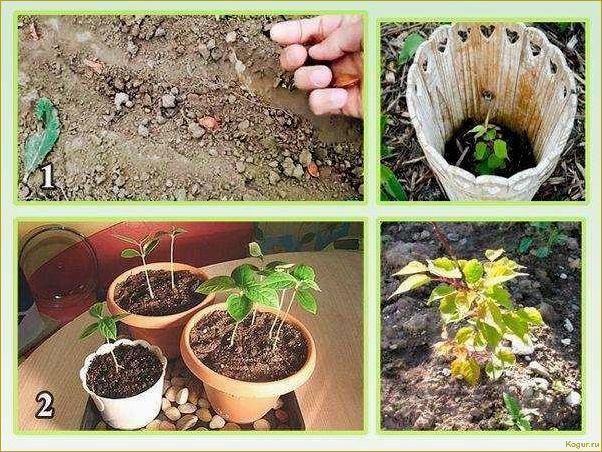 (подробное, руководство, выращиванию, абрикоса, косточки) Подробное руководство по выращиванию абрикоса из косточки на вашей даче