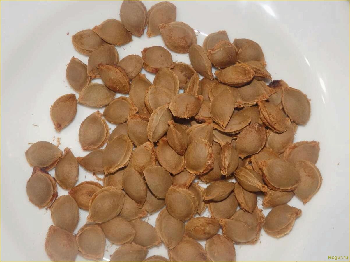 (подробное, руководство, выращиванию, абрикоса, косточки) Подробное руководство по выращиванию абрикоса из косточки на вашей даче