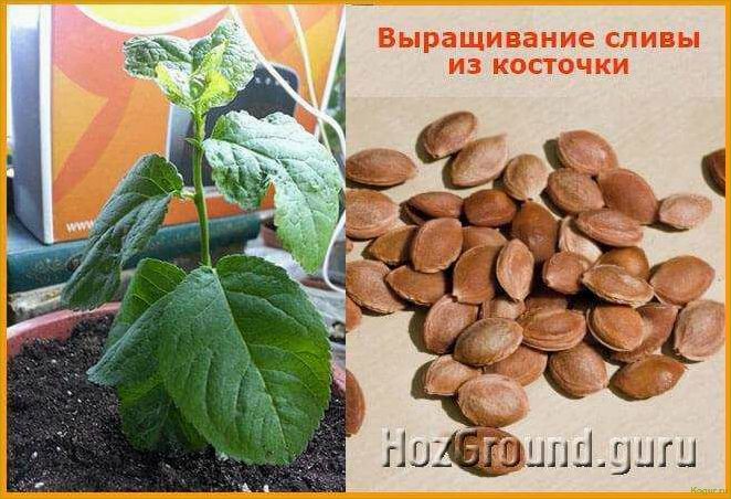 (подробное, руководство, выращиванию, абрикоса, косточки) Подробное руководство по выращиванию абрикоса из косточки на вашей даче